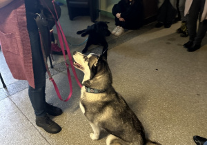 Uczestnicy pikniku podczas dogoterapii.